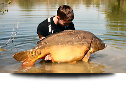 Big mirror carp