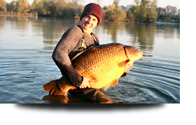 Great common carp